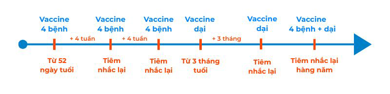 Lịch tiêm vaccine cho mèo chi tiết
