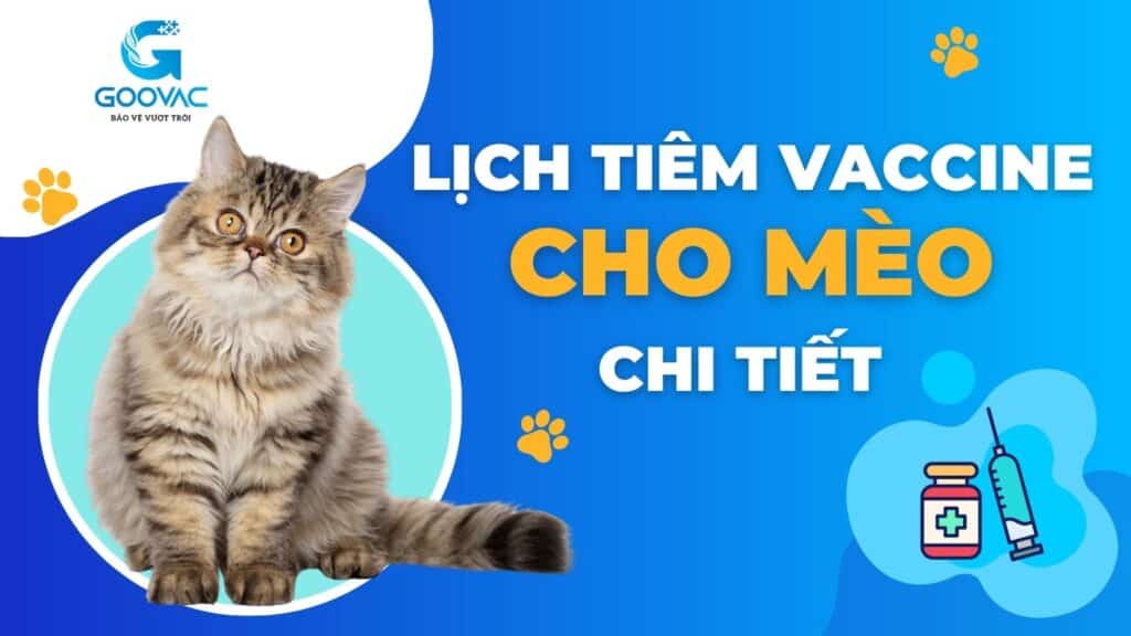 Lịch tiêm vaccine cho mèo chi tiết