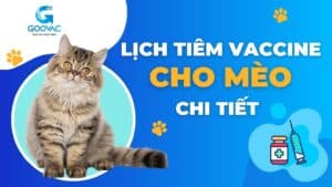 Lịch tiêm vaccine cho mèo chi tiết