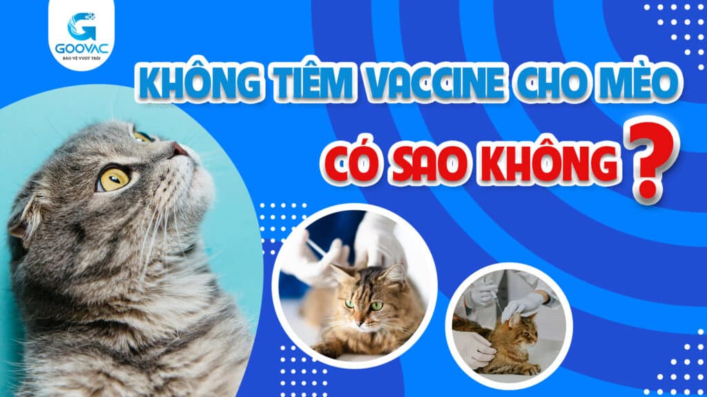 Không tiêm vaccine cho mèo có sao không?