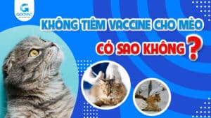 Không tiêm vaccine cho mèo có sao không?