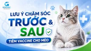 Lưu ý trước và sau tiêm vaccine cho mèo