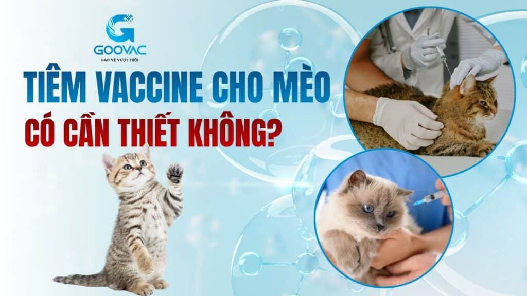 Tiêm vaccine cho mèo có cần thiết không?