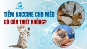 Tiêm vaccine cho mèo có cần thiết không?