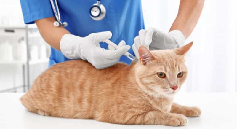 Tiêm vaccine cho mèo là gì?