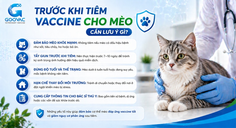 Trước khi tiêm vaccine cho mèo cần lưu ý gì?