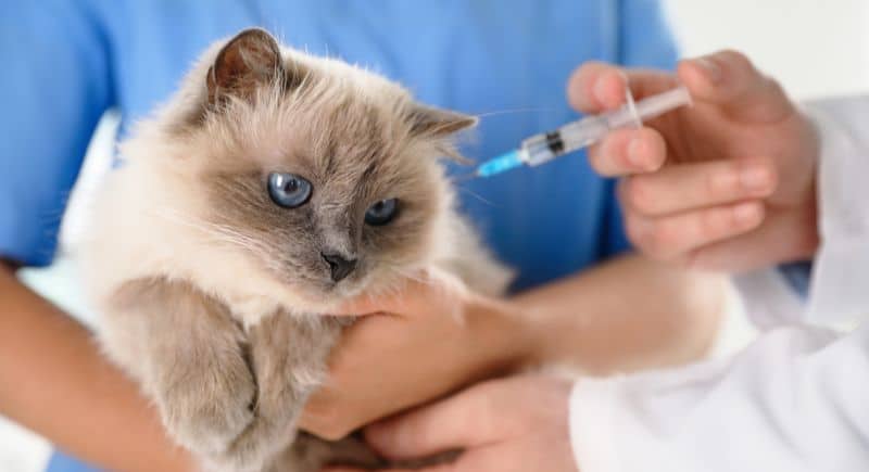 Vì sao mèo cần tiêm vaccine?