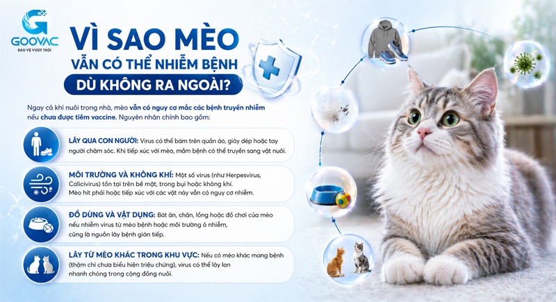Vì sao mèo không ra ngoài vẫn có thể bị nhiễm bệnh?