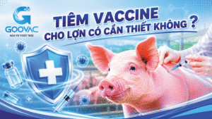 Tiêm vaccine cho lợn có cần thiết không