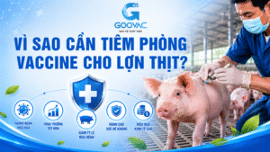 Vì sao cần tiêm phòng vaccin cho lợn thịt?