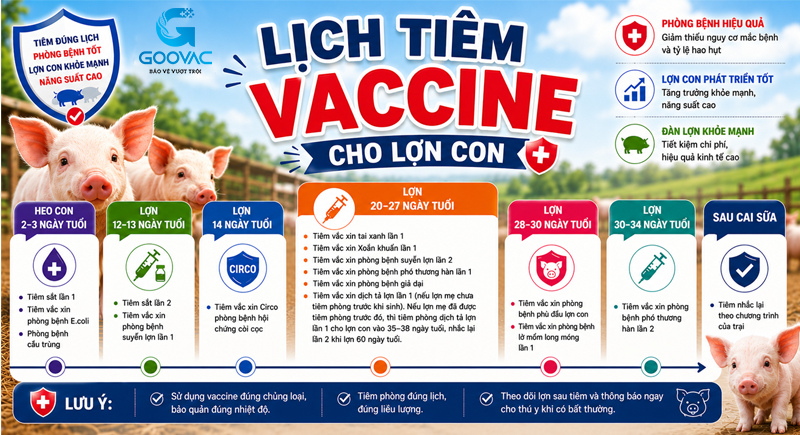 Lịch tiêm vaccine cơ bản cho lợn con