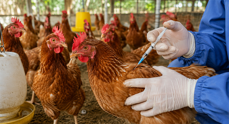 Lịch tiêm vaccine ngừa dịch tả cho gà