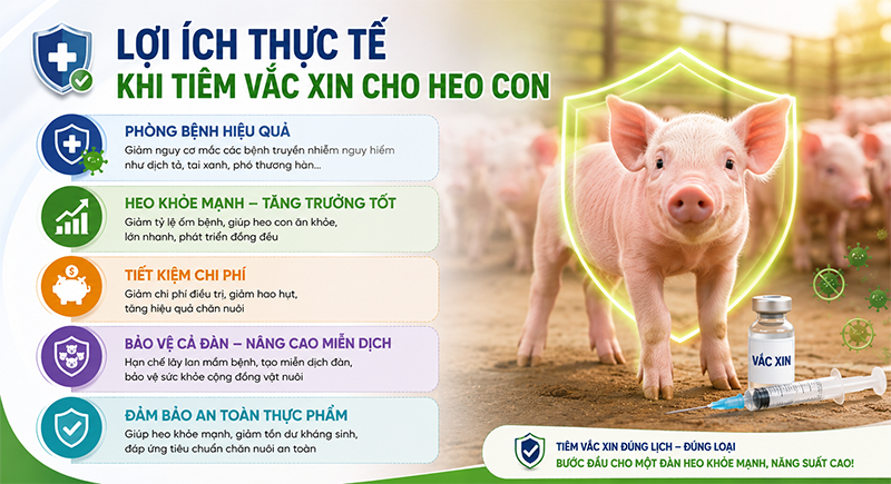 Lợi ích khi tiêm vaccine cho heo con