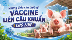Những điều cần biết về vaccine liên cầu khuẩn cho lợn