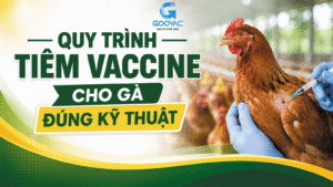 Quy trình tiêm vaccine cho gà đúng kỹ thuật