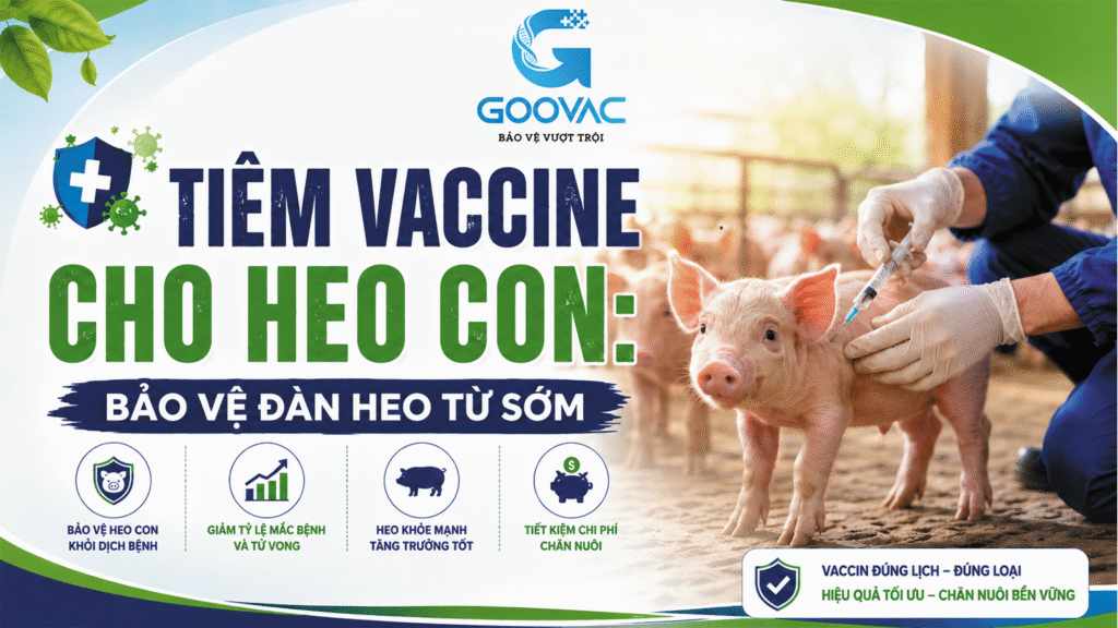 Tiêm vaccine cho heo con: bảo vệ đàn heo từ sớm