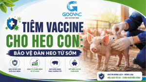 Tiêm vaccine cho heo con: bảo vệ đàn heo từ sớm