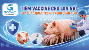 Tiêm vaccine cho lợn nái là yếu tố quan trọng
