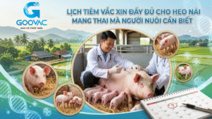 vắc xin cho heo nái