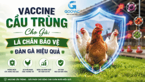 Vaccine cầu trùng cho gà