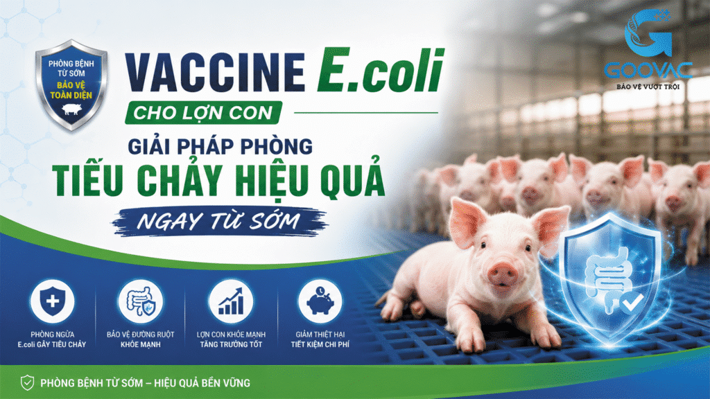 Vaccine E.coli cho lợn con