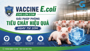 Vaccine E.coli cho lợn con