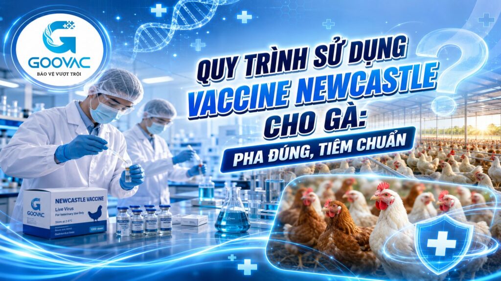 vaccine Newcastle cho gà