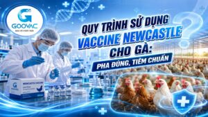 vaccine Newcastle cho gà