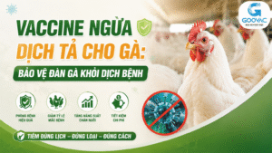 Vaccine ngừa dịch tả cho gà