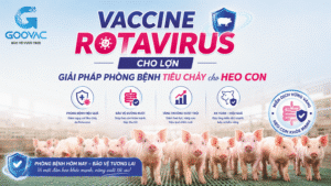 Vaccine rotavirus cho lợn con