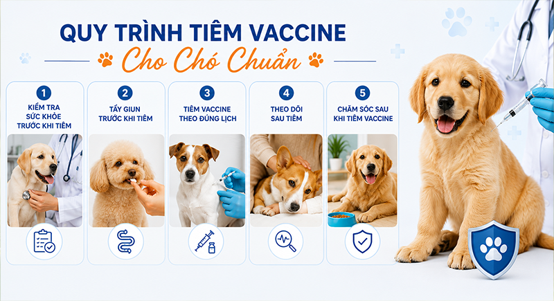 Quy trình tiêm vaccine cho chó chuẩn