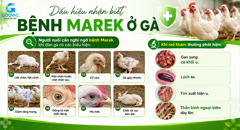 Dấu hiệu nhận biết bệnh Marek ở gà