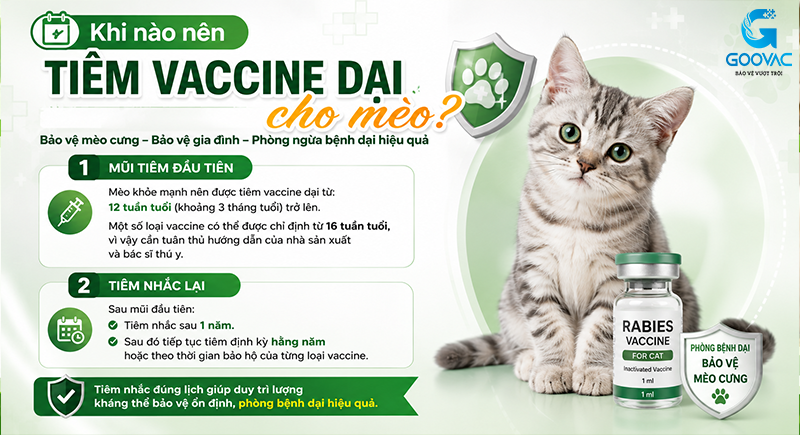 Khi nào nên tiêm vaccine dại cho mèo?