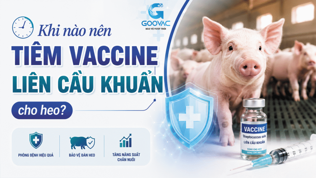 Khi nào nên tiêm vaccine liên cầu khuẩn cho heo?