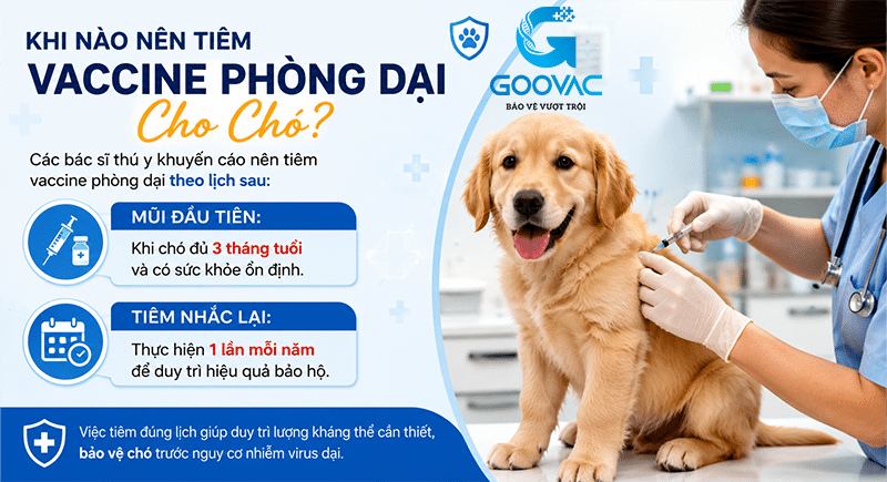Khi Nào Nên Tiêm Vaccine Phòng Dại Cho Chó?