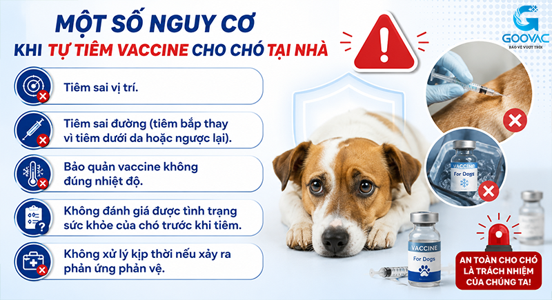 Một số nguy cơ khi tự tiêm vaccine cho chó tại nhà