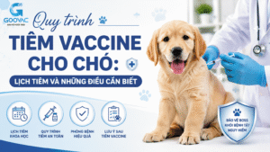Quy Trình Tiêm Vaccine Cho Chó Chuẩn Thú Y: Lịch Tiêm Và Những Điều Cần Biết