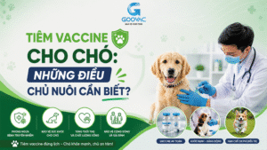 Tiêm vaccine cho chó: Những điều chủ nuôi cần biết?