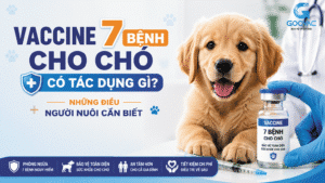 Vaccine 7 Bệnh Cho Chó Có Tác Dụng Gì? Những Điều Người Nuôi Cần Biết