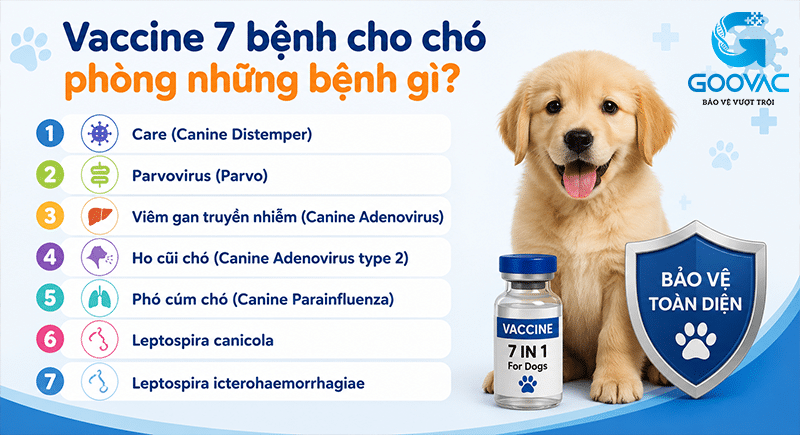 Vaccine 7 bệnh cho chó phòng những bệnh gì?