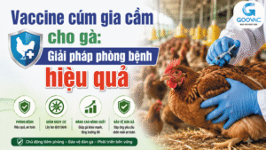 Vaccine cúm gia cầm cho gà