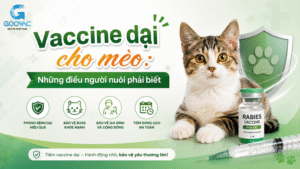Vaccine dại cho mèo: Lịch tiêm, thời điểm tiêm và những điều người nuôi phải biết