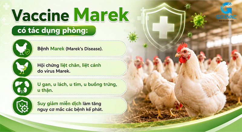 Vaccine Marek cho gà phòng bệnh gì?