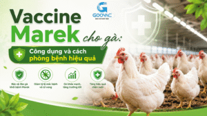 Vaccine Marek cho gà: Công dụng, thời điểm tiêm và cách phòng bệnh hiệu quả