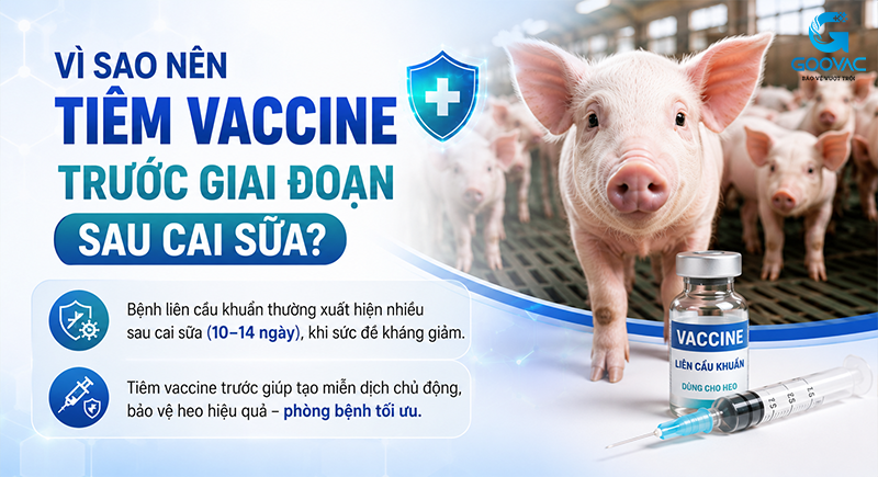 Vì sao nên tiêm trước giai đoạn sau cai sữa?