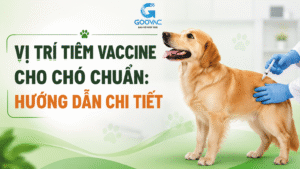 Vị trí tiêm vaccine cho chó chuẩn: Hướng dẫn chi tiết