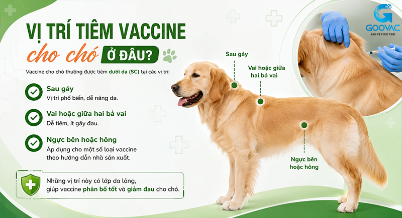 Vị trí tiêm vaccine cho chó