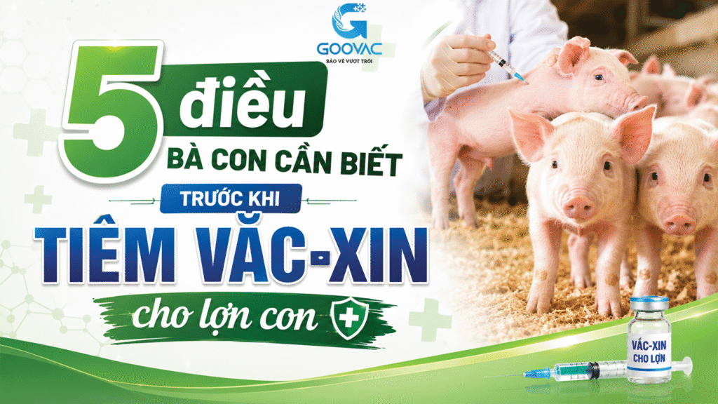 5 điều bà con cần biết trước khi tiêm vắc-xin cho lợn con