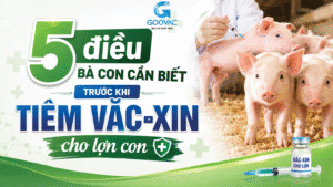 5 điều bà con cần biết trước khi tiêm vắc-xin cho lợn con