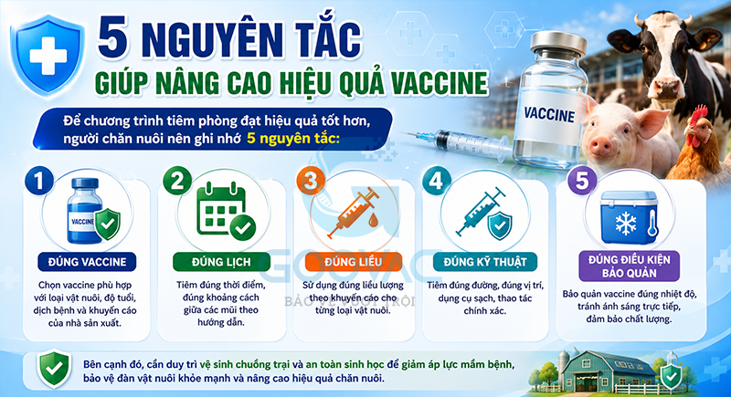 5 nguyên tắc giúp nâng cao hiệu quả vaccine